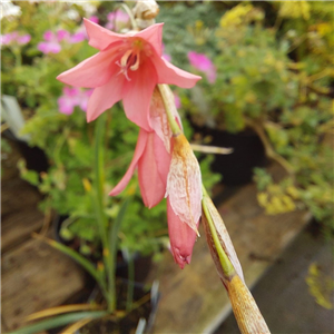 Dierama Igneum (Angels Fishing Rod)